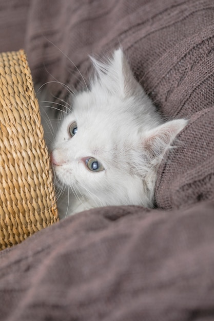 Piccolo gattino a strisce bianco che si trova in cestino sulla coperta. Concetto di adorabile gatto domestico carino