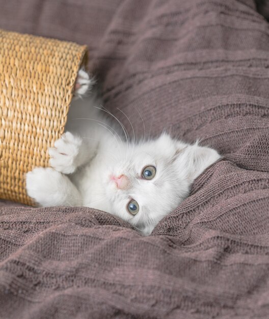 Piccolo gattino a strisce bianco che si trova in cestino sulla coperta. Concetto di adorabile gatto domestico carino