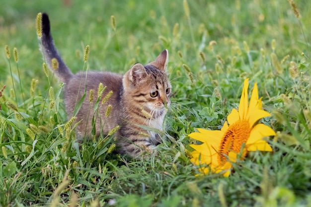 Piccolo gattino a strisce carino nel giardino vicino al fiore di girasole