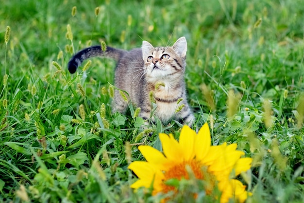 Piccolo gattino a strisce carino nel giardino vicino al fiore di girasole