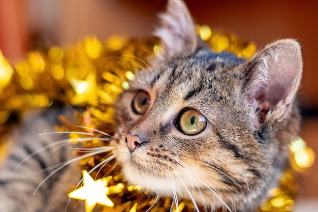 Piccolo gattino a strisce con ghirlande di Natale. Incontro di Capodanno