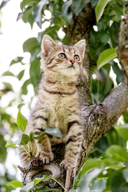 Piccolo gattino a strisce con uno sguardo curioso all'albero