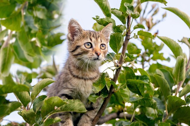 Piccolo gattino a strisce in alto su un albero