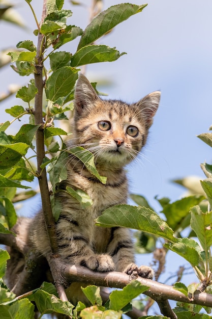 Piccolo gattino a strisce in alto su un albero