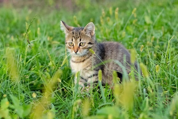 Piccolo gattino a strisce in giardino tra la fitta erba verde
