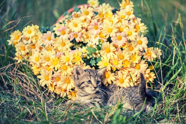 Piccolo gattino a strisce sul prato con fiori