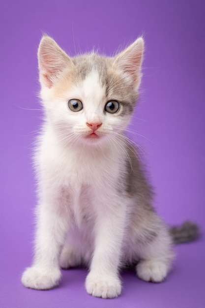 Piccolo gattino adorabile in studio. Ritratto di un bellissimo gattino bianco con alcune macchie di altro colore su sfondo viola