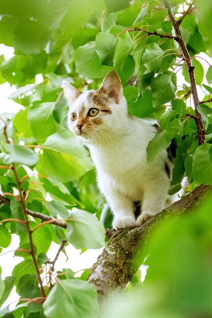 Piccolo gattino bianco carino su un albero tra foglie verdi in estate