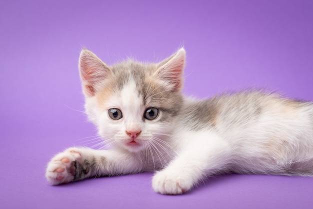Piccolo gattino bianco rilassato che risiede in studio su sfondo viola. Simpatico gattino