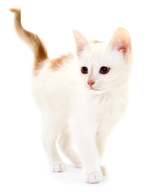 Piccolo gattino bianco