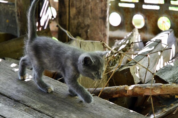 piccolo gattino birichino che gioca nella stalla