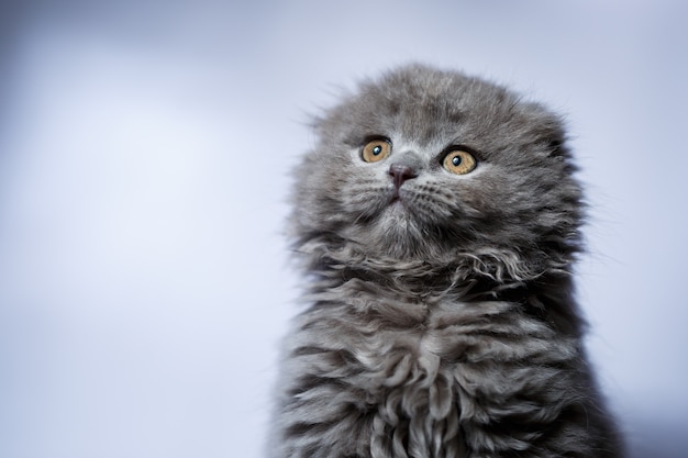 Piccolo gattino britannico del popolare con capelli grigi su fondo bianco white