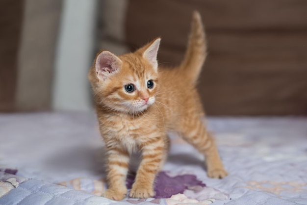 Piccolo gattino britannico dello shorthair dello zenzero che gioca a casa