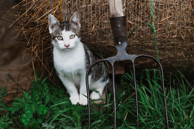 Piccolo gattino carino alla fattoria. Il gattino bianco e nero sta aspettando per giocare