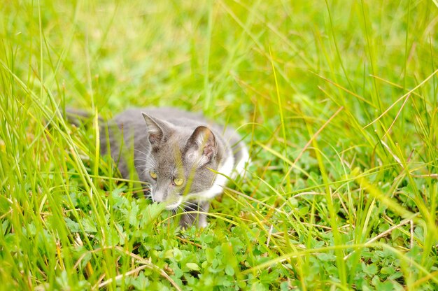 Piccolo gattino carino che gioca sul prato verde