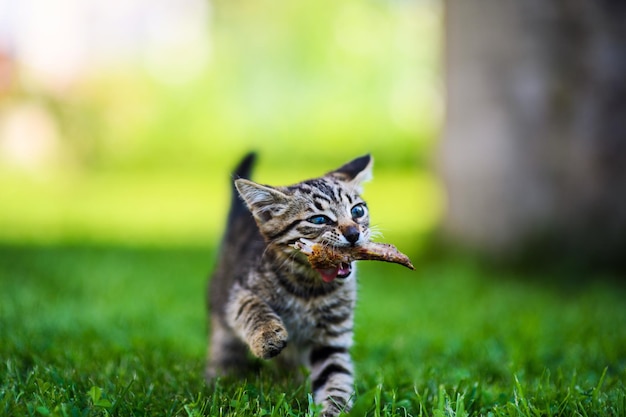 Piccolo gattino carino che mangia carne sull'erba verde