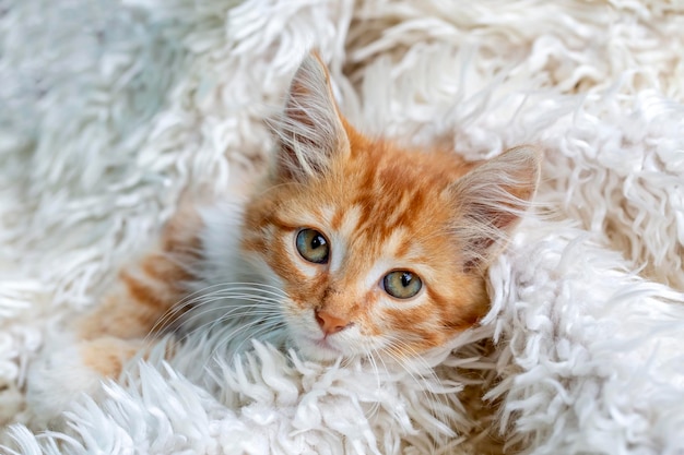 Piccolo gattino carino di colore arancione