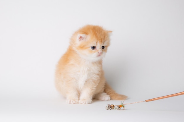 Piccolo gattino carino Golden cincillà britannico isolato su sfondo bianco