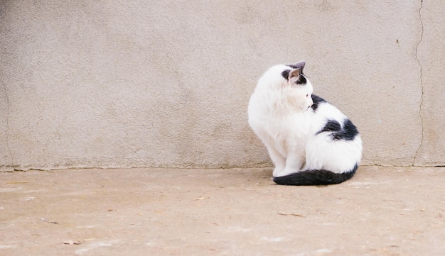 Piccolo gattino carino seduto sul cemento Gatto bianco e nero e soffice Animale domestico