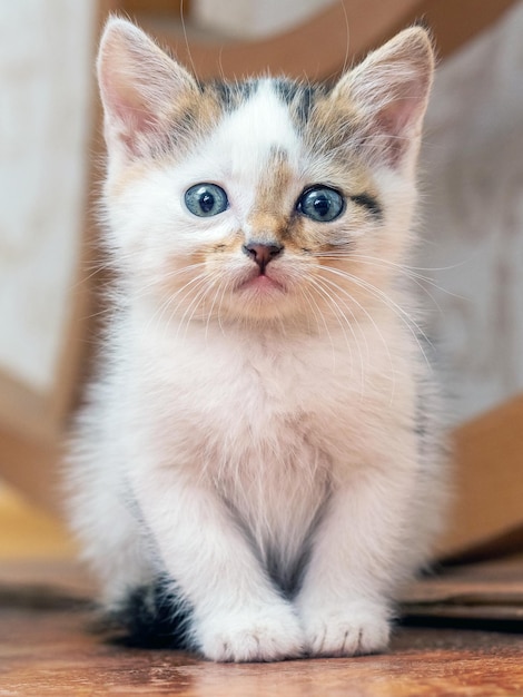 Piccolo gattino carino seduto sul pavimento nella stanza