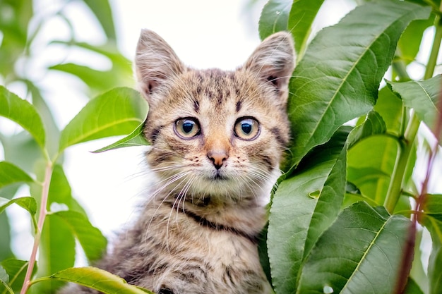 Piccolo gattino carino su un albero da vicino