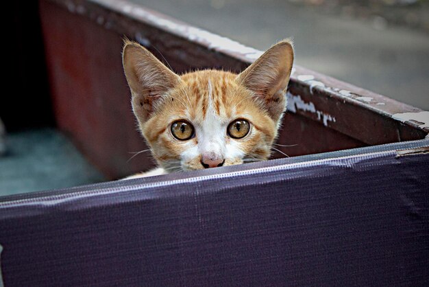 Piccolo gattino che fa capolino