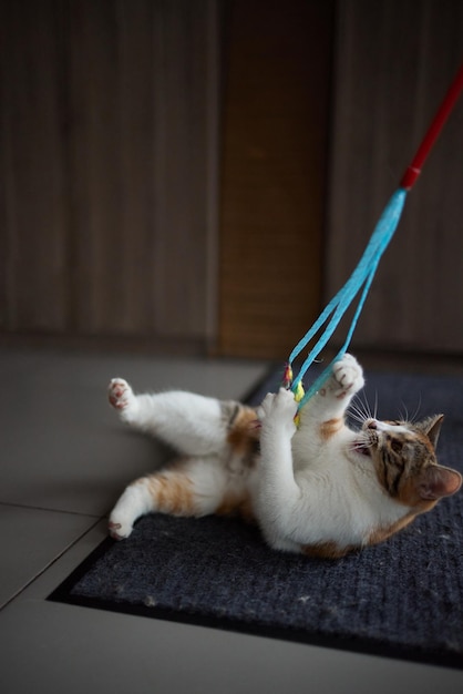 Piccolo gattino che gioca con un giocattolo su una corda
