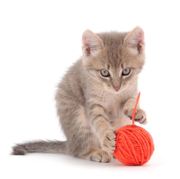 Piccolo gattino che gioca con una palla di filato isolata su uno sfondo bianco