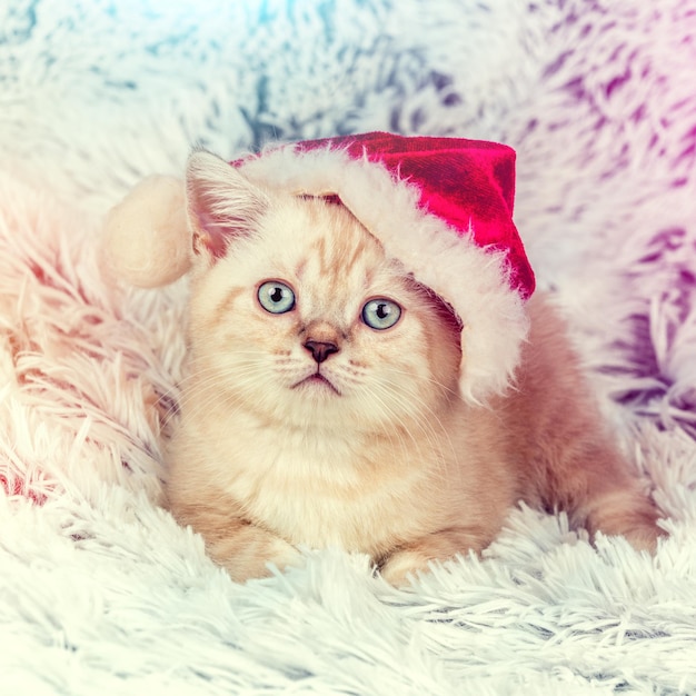 Piccolo gattino che indossa il cappello di Babbo Natale sdraiato su una coperta blu
