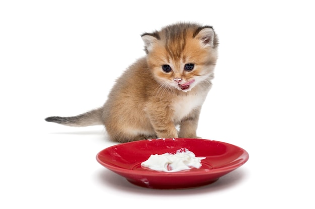 Piccolo gattino che mangia panna acida