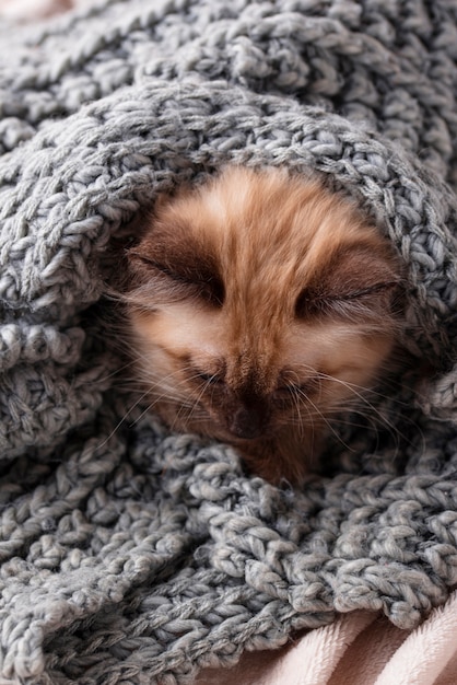 Piccolo gattino divertente sul plaid in maglia
