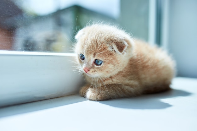 Piccolo gattino giocoso britannico a casa vicino alla finestra