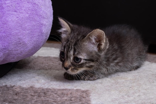 Piccolo gattino grigio con il primo piano degli occhi irritati