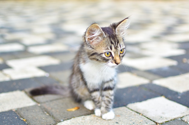 piccolo gattino grigio da solo in città per strada perso