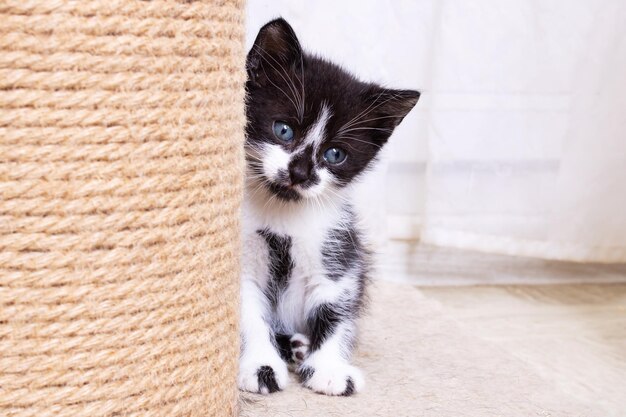 Piccolo gattino grigio divertente miagola ritratto primo piano