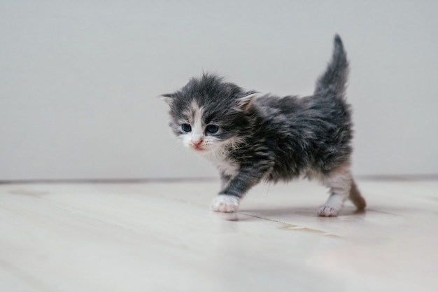 Piccolo gattino grigio e bianco sveglio che cammina con attenzione sul pavimento di legno. Animali domestici in casa