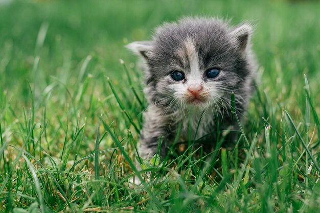 Piccolo gattino grigio e bianco sveglio che cammina con attenzione sull'erba verde. Adorabile animale domestico all'aperto