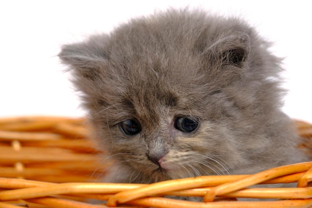 Piccolo gattino grigio e soffice guarda fuori cesto Su sfondo bianco isolare