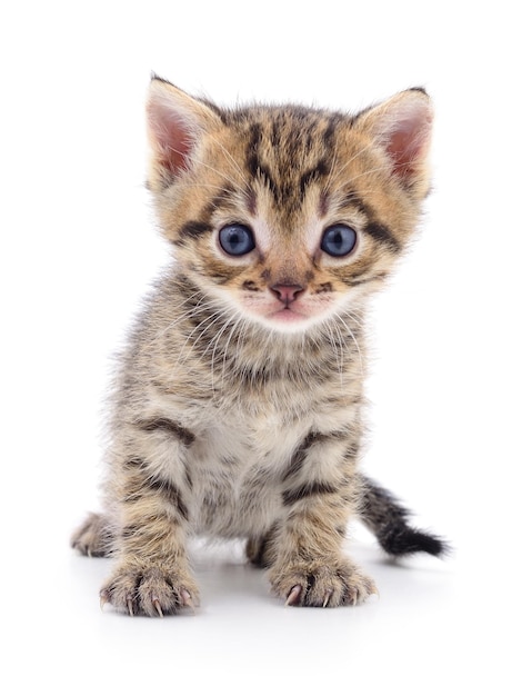 Piccolo gattino grigio isolato su sfondo bianco