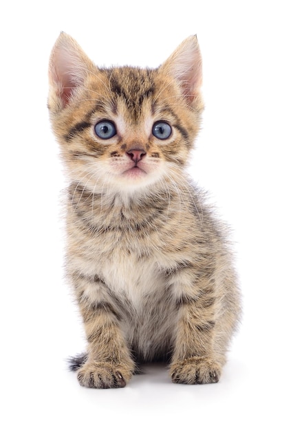 Piccolo gattino grigio isolato su sfondo bianco