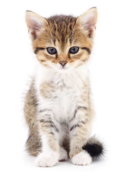 Piccolo gattino grigio isolato