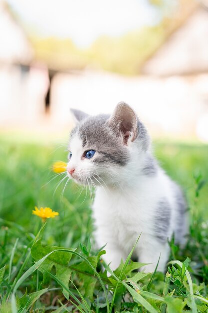 Piccolo gattino grigio lanuginoso sveglio in erba verde