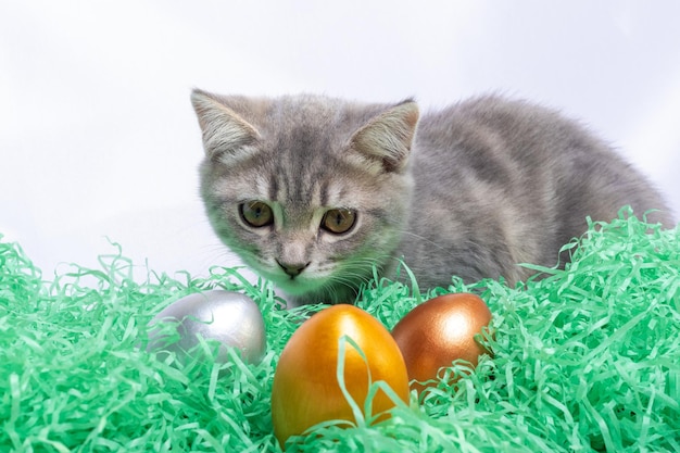 Piccolo gattino grigio sdraiato su una paglia di carta e giocando con le uova di Pasqua Concetto di caccia alle uova di Pasqua Pasqua con gli animali domestici