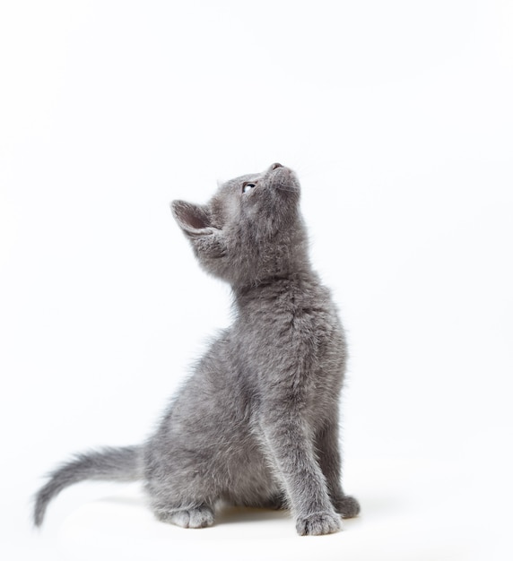 Piccolo gattino grigio su sfondo bianco