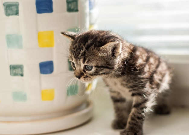 Piccolo gattino grigio su uno sfondo chiaro Messa a fuoco morbida