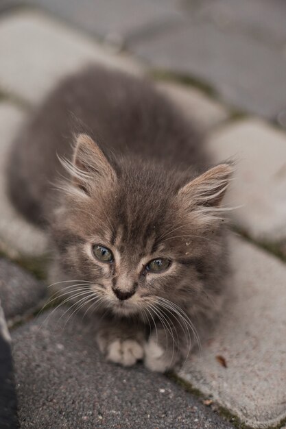 Piccolo gattino grigio sveglio con gli occhi verdi che si rilassano, primo piano