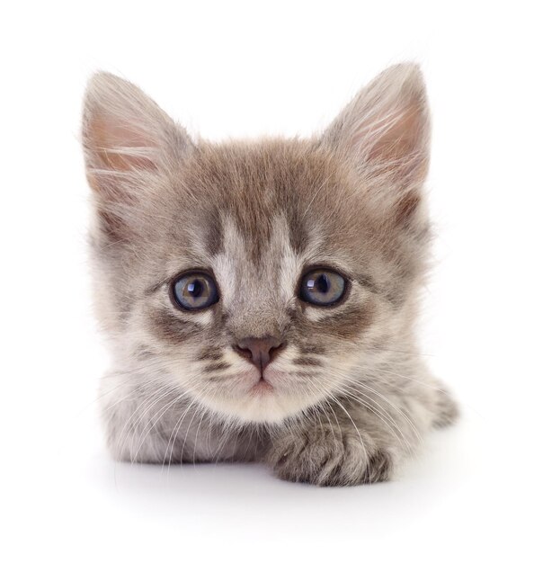 Piccolo gattino grigio