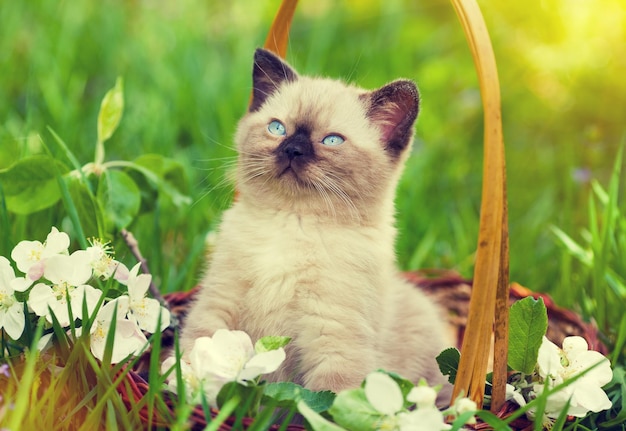 Piccolo gattino in un cestino sull'erba