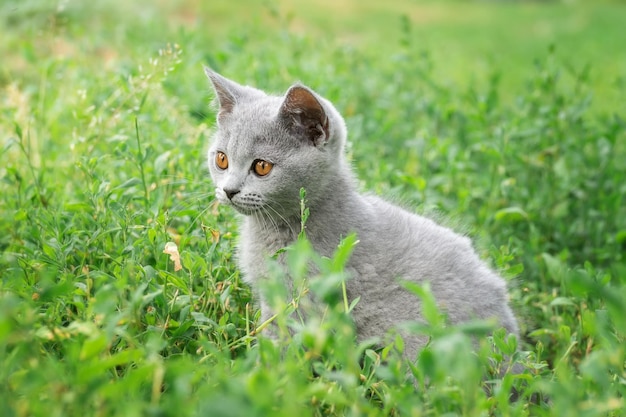 Piccolo gattino lanuginoso grigio sveglio all'aperto gattino primi stepsx9