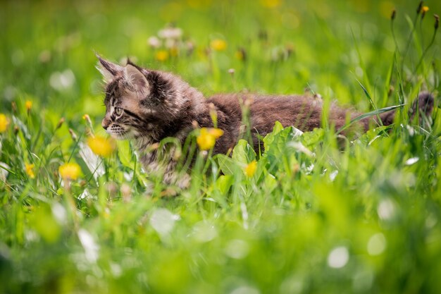 Piccolo gattino Maine Coon tabby grigio giocoso lanuginoso cammina sull'erba verde.